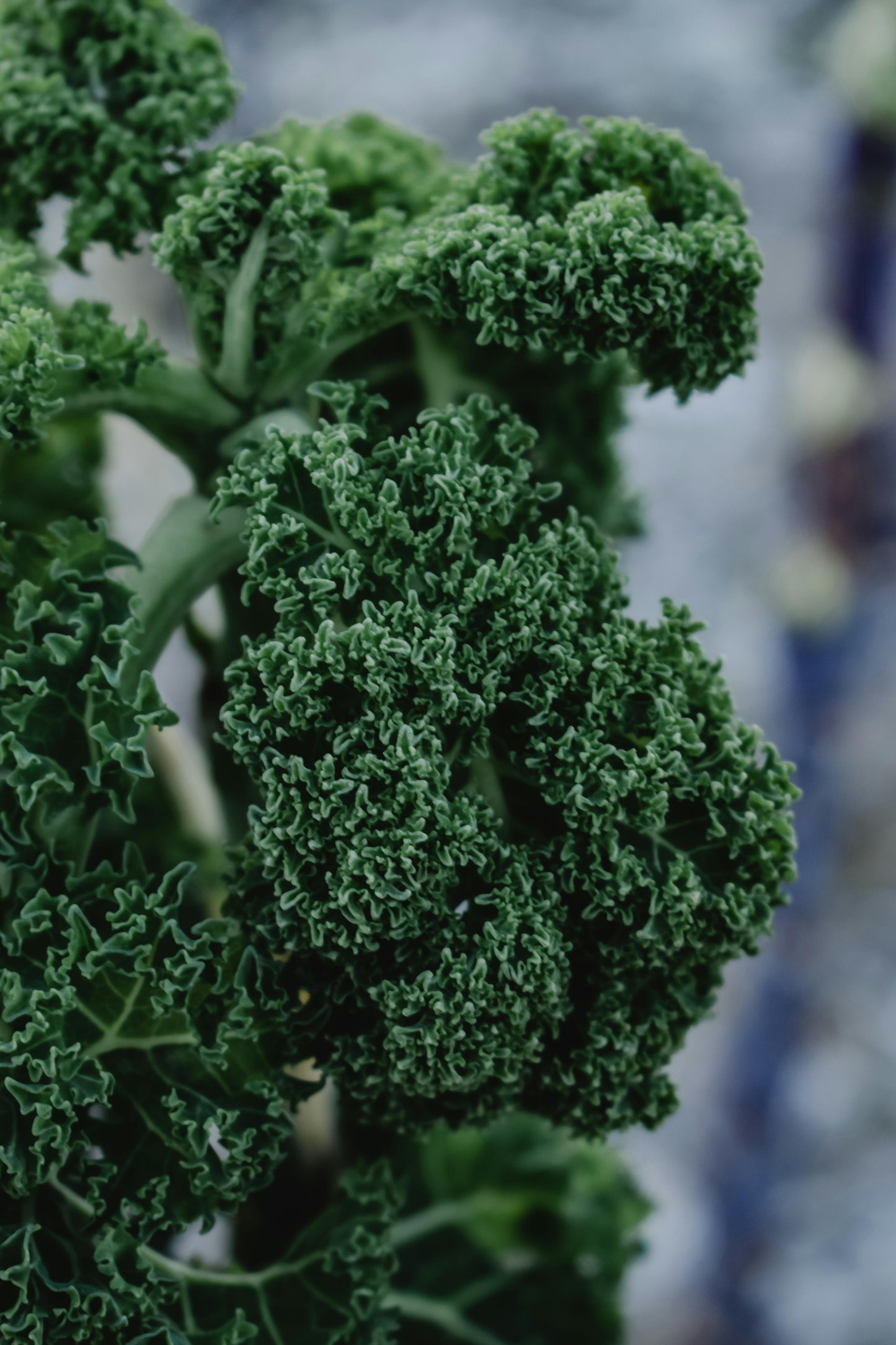Blue Curled Moss Kale | Bundle
