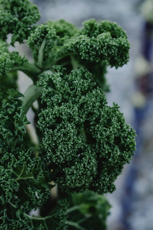 Blue Curled Moss Kale | Bundle
