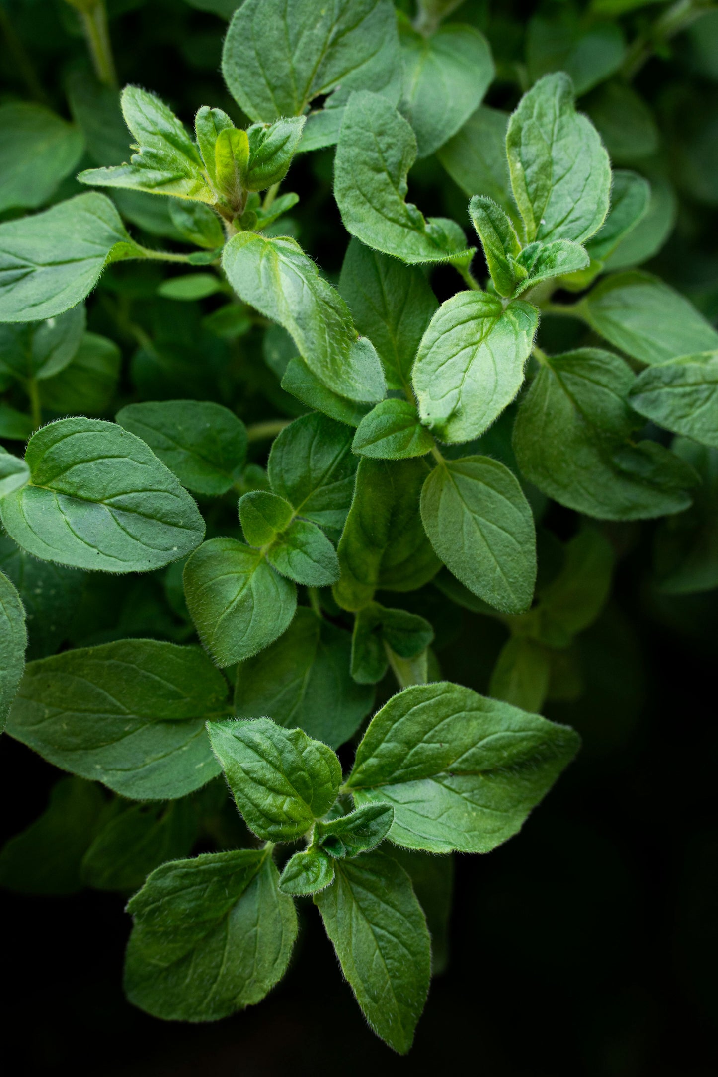 Garden-Fresh Oregano | Bundle