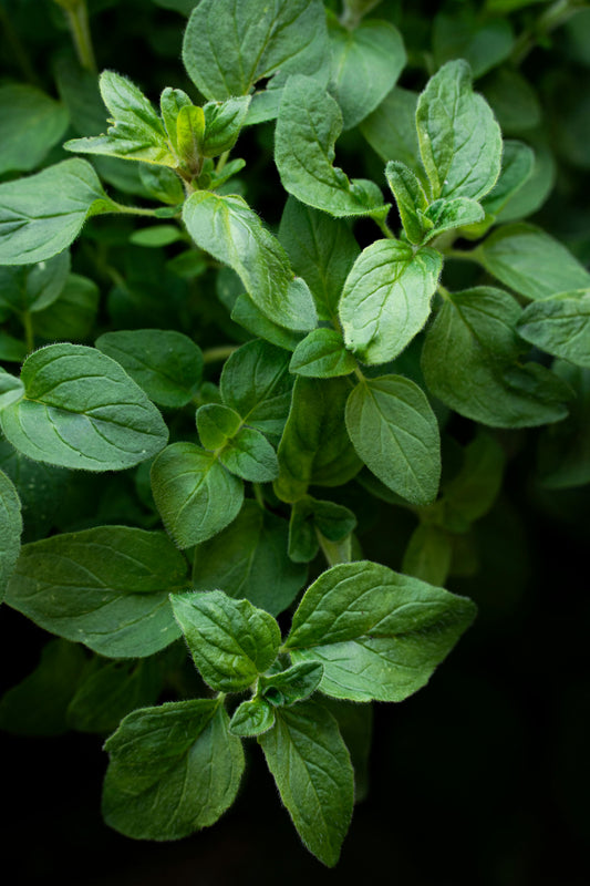 Garden-Fresh Oregano | Bundle