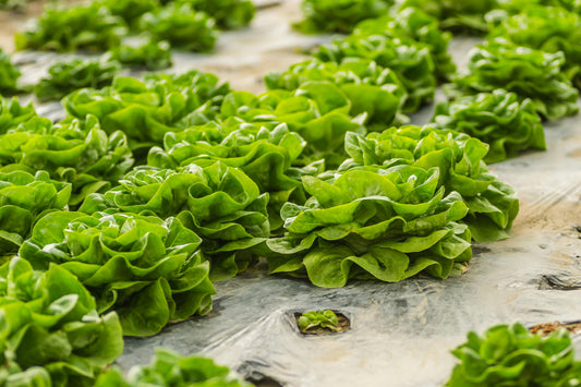 Hydroponic Butter Head Lettuce